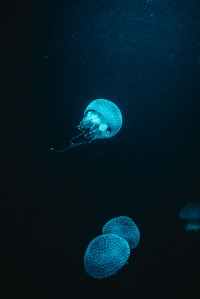 blue jellyfish in water